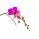 autocollant orchidee fleurs