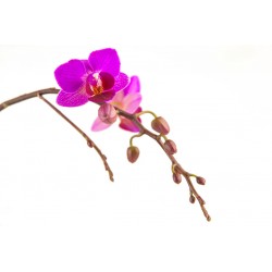 autocollant orchidee fleurs