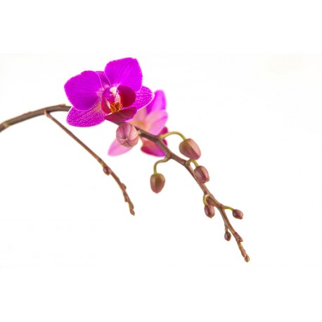 autocollant orchidee fleurs