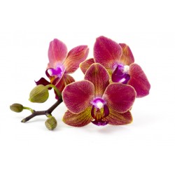 autocollant orchidee fushia
