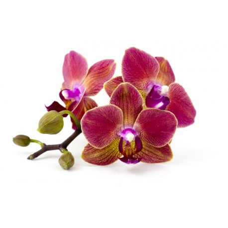 autocollant orchidee fushia