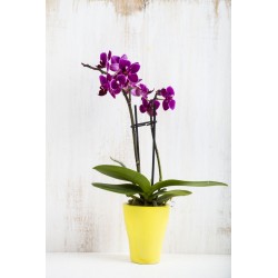 autocollant orchidee rose