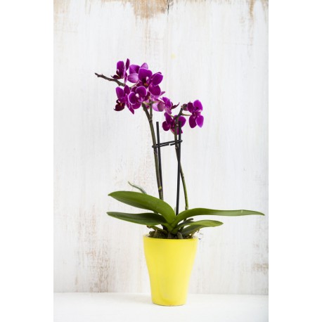 autocollant orchidee rose