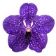 autocollant orchidee salon