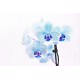 autocollant orchidee violet