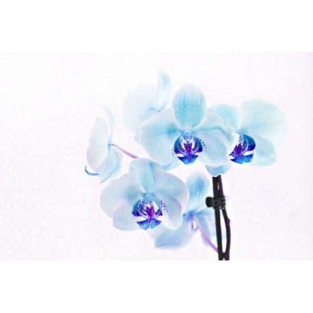 autocollant orchidee violet
