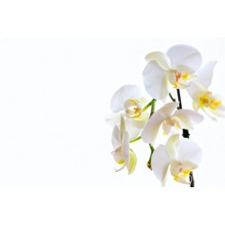 autocollants muraux orchidee