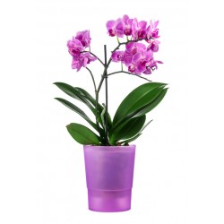autocollants muraux orchidee chambre