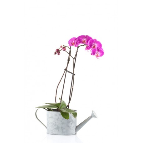 autocollants muraux orchidee deco