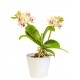 autocollants muraux orchidee decoration