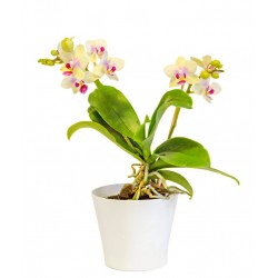 autocollants muraux orchidee deco salon