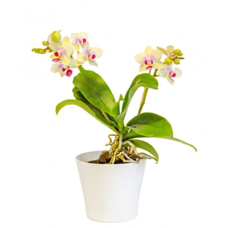 autocollants muraux orchidee decoration