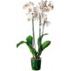 autocollants muraux orchidee deco salon