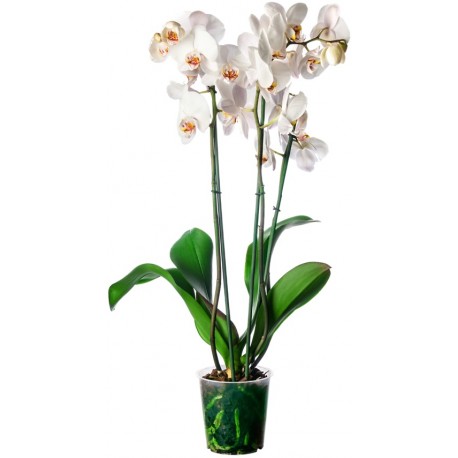 autocollants muraux orchidee deco salon