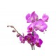 autocollants muraux orchidee fleurs