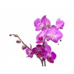 autocollants muraux orchidee fushia