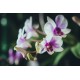 autocollants muraux orchidee fushia