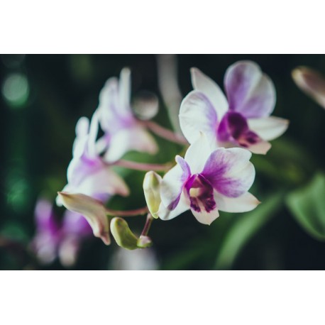 autocollants muraux orchidee fushia