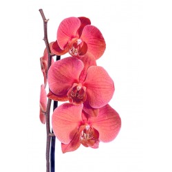 autocollants muraux orchidee rose