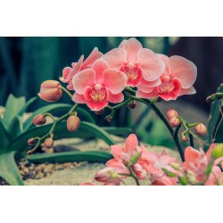 autocollants muraux orchidee salon