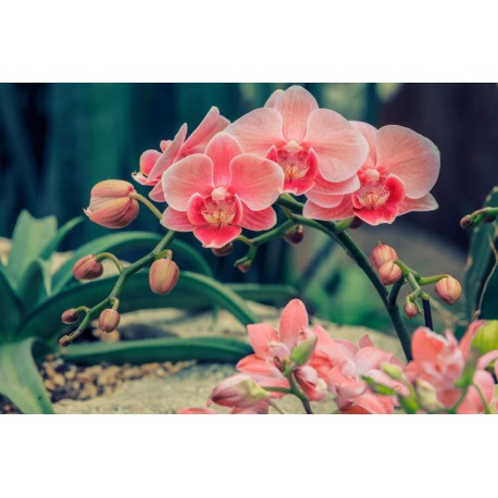 autocollants muraux orchidee rose