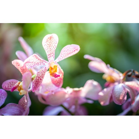 autocollants muraux orchidee chambre