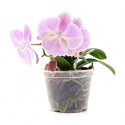 sticker mural orchidee decoratif