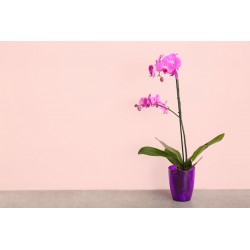 sticker mural orchidee decoration