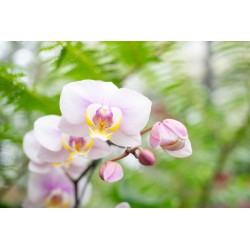 sticker mural orchidee fleurs