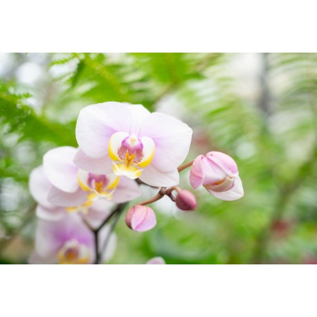 sticker mural orchidee decoration