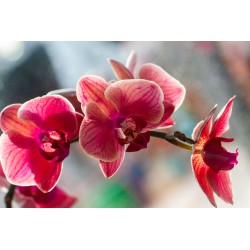 sticker mural orchidee geant