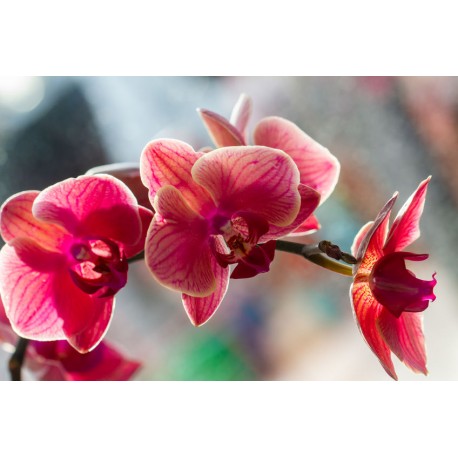 sticker mural orchidee fleurs