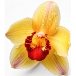 sticker mural orchidee jaune