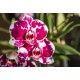 sticker mural orchidee jaune