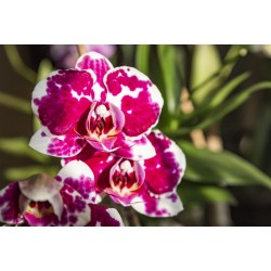 sticker mural orchidee pas cher