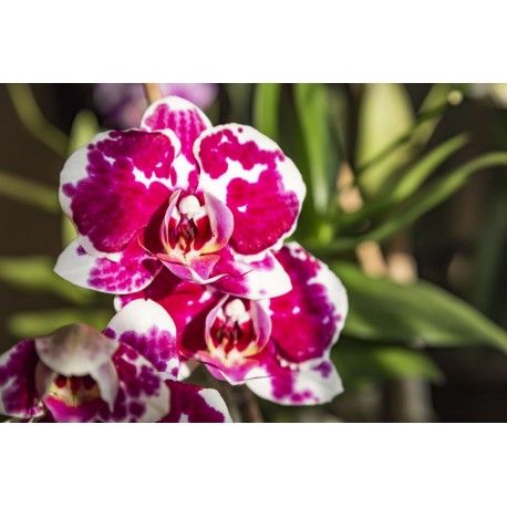 sticker mural orchidee jaune