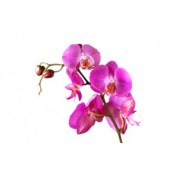 sticker mural orchidee salon