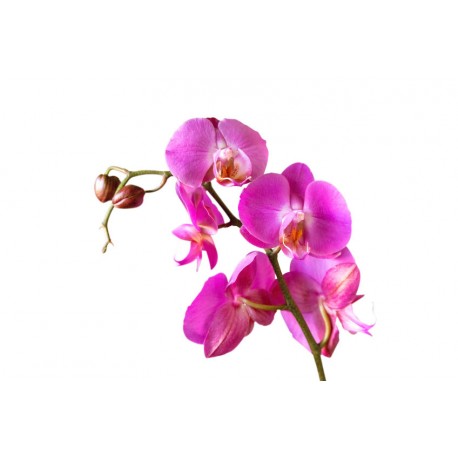 sticker mural orchidee pas cher
