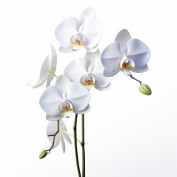 sticker mural orchidee blanc