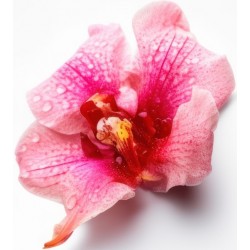 sticker orchidee chambre