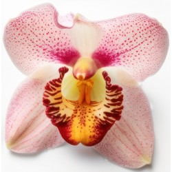 sticker orchidee deco