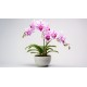 sticker orchidee deco