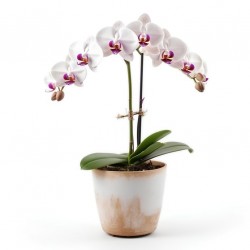 sticker orchidee decoratif