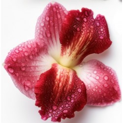 sticker orchidee decoration