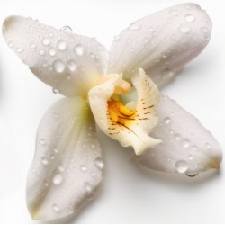 sticker orchidee geant