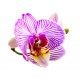 sticker orchidee geant