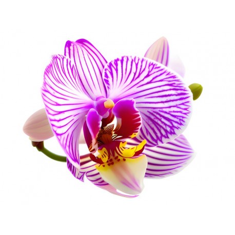 sticker orchidee geant