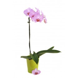 stickers muraux orchidee chambre