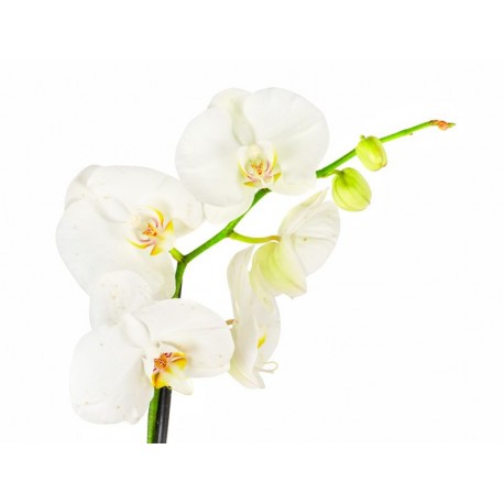 stickers muraux orchidee chambre