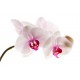 stickers muraux orchidee deco